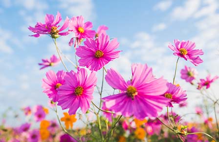 Flores de cosmos rosas sobre un cielo azul